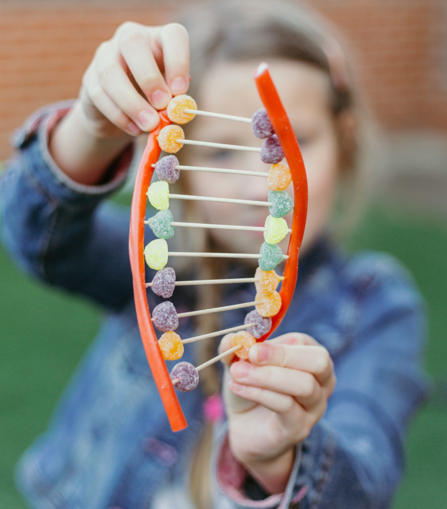 DNA model made with sweets - edible DNA model