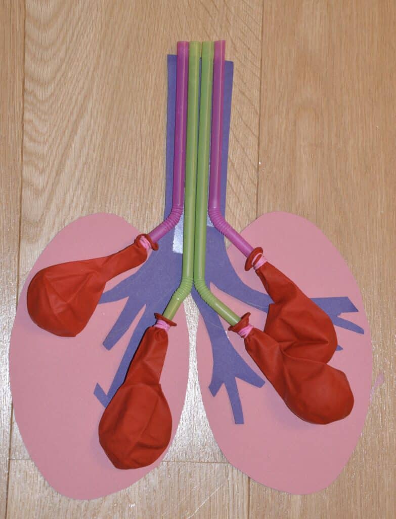very simplified lung model made with balloons