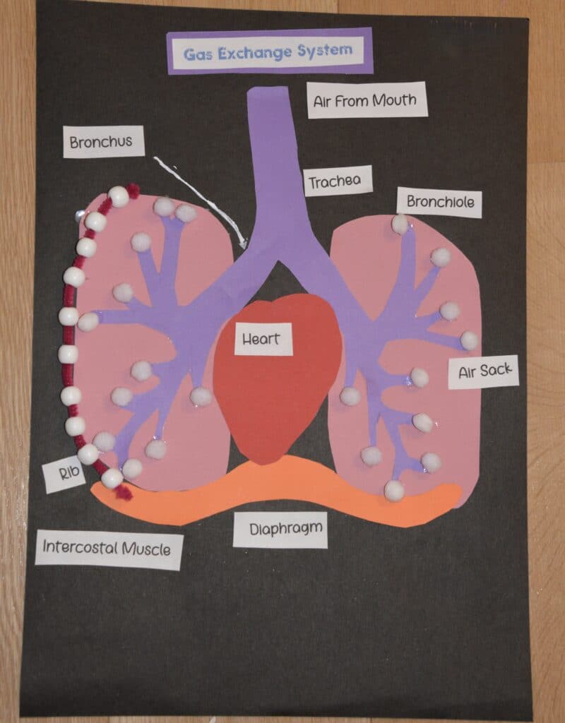 labelled diagram of a lung model