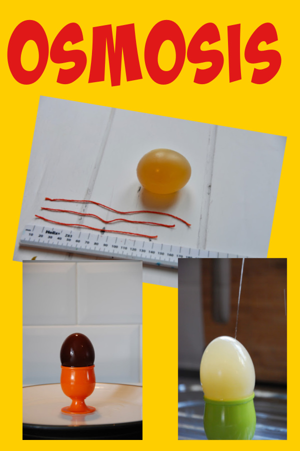 collage of eggs being used for an osmosis experiment
