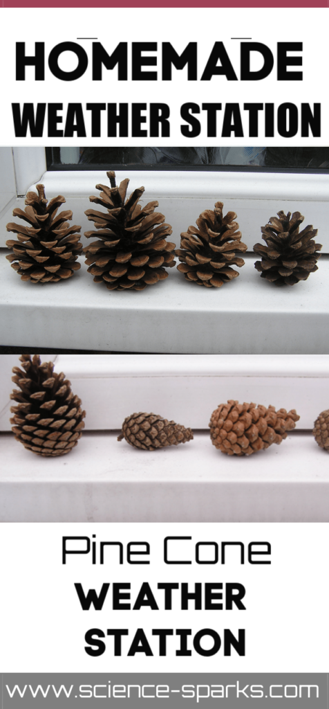 Homemade pine cone weather station - easy science for kids. Use Pine cones to predict whether it will rain or not #weatherscience #scienceforkids #scienceexperimentsforkids