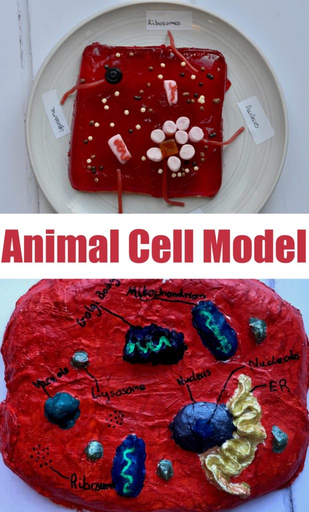 Cell Biology for Kids - Animal Cell Model - Science Experiments for Kids