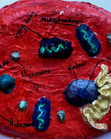 Modroc animal cell model