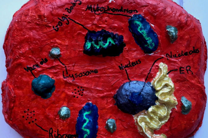 Modroc animal cell model