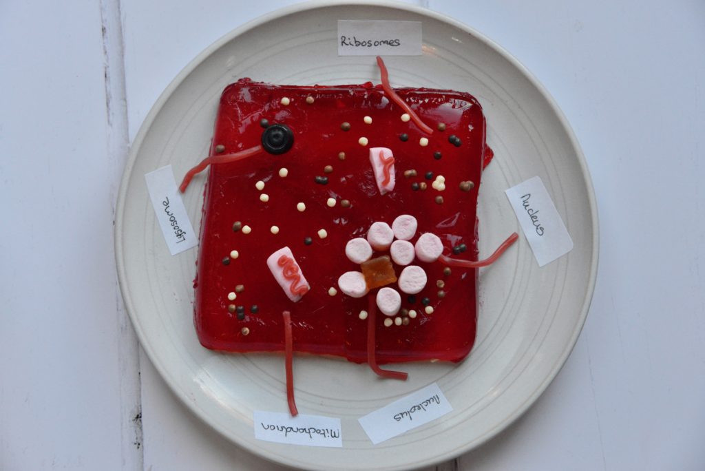 Jelly Animal Cell Model - great for learning about cell structure