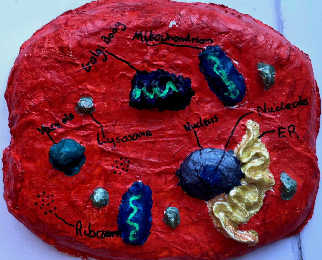 Animal cell model made with modroc