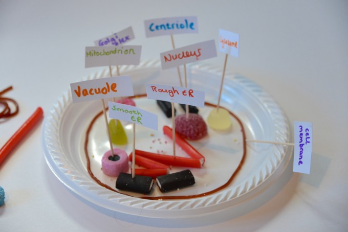 Candy model of a Plant Cell on a paper plate with flag labels