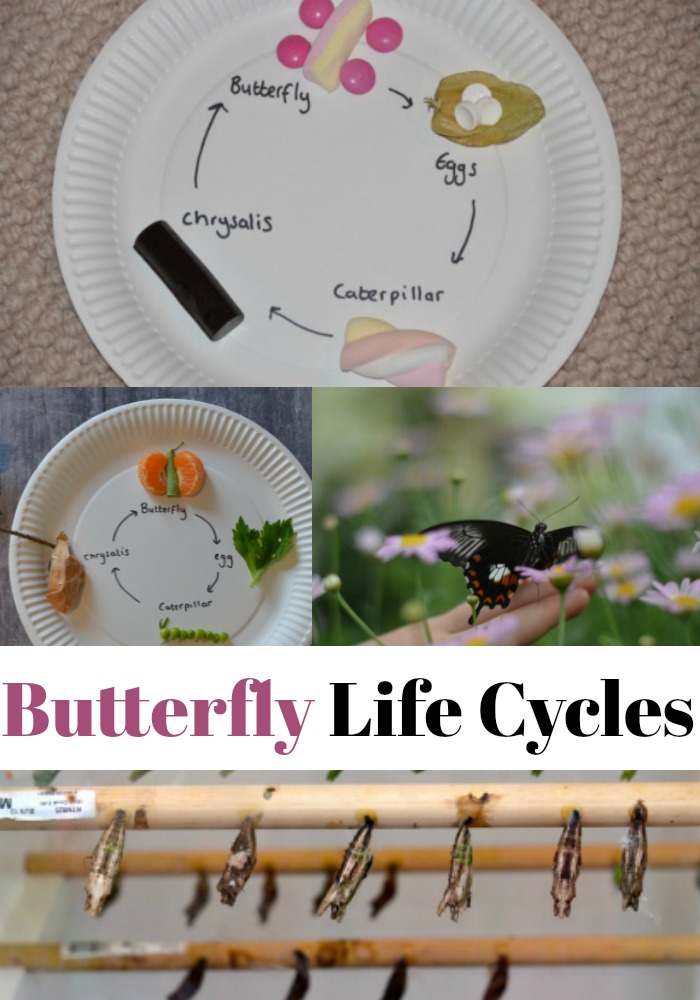 Butterfly Life Cycle