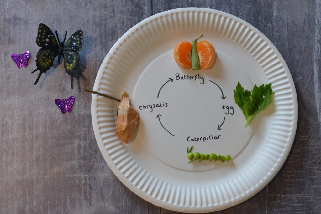 Edible Butterfly Life cycle made on a plate. Orange segments for the butterfly, leaves and a white seed for the egg, peas for the caterpillar and a physalis for the chrysalis