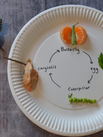 Edible Butterfly Life cycle