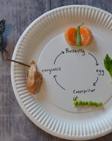 Edible Butterfly Life cycle