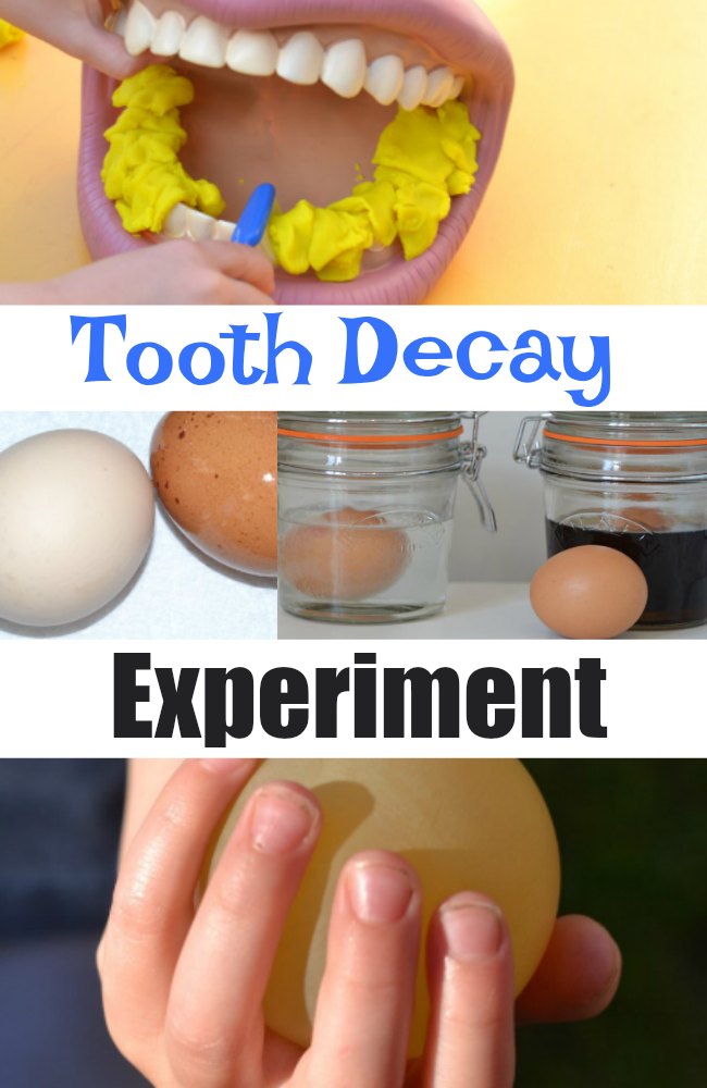 Tooth decay experiment with egg shells