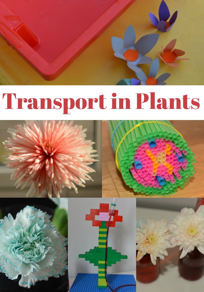 Experiments to demonstrate transport in plants