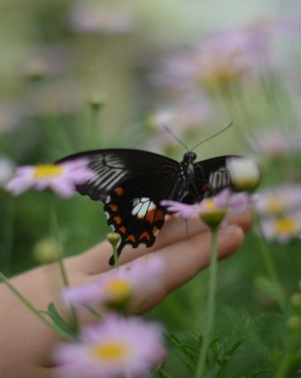 Butterfly on child's hand