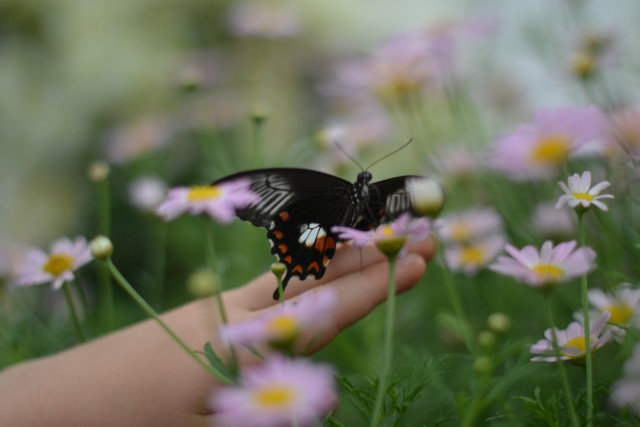 Butterfly in flowers on a child's hand