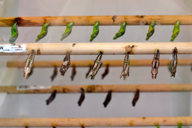 lots of pupa or chrysalis lined up on wooden rods