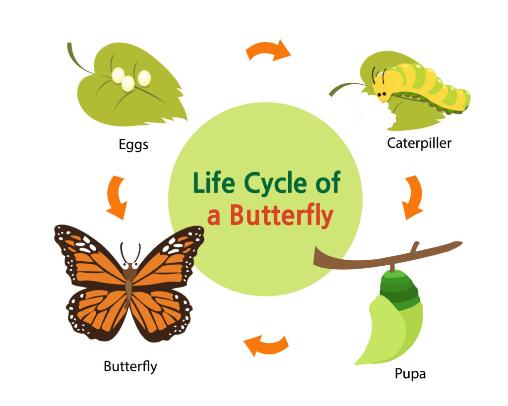 Butterfly life cycle diagram