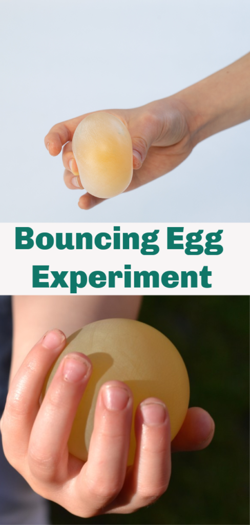 Bouncy Egg Experiment - remove the shell from an egg with vinegar and watch it bounce! Easy science for kids! #EggExperiments #NakedEgg #Scienceforkids #ScienceExperimentsforkids