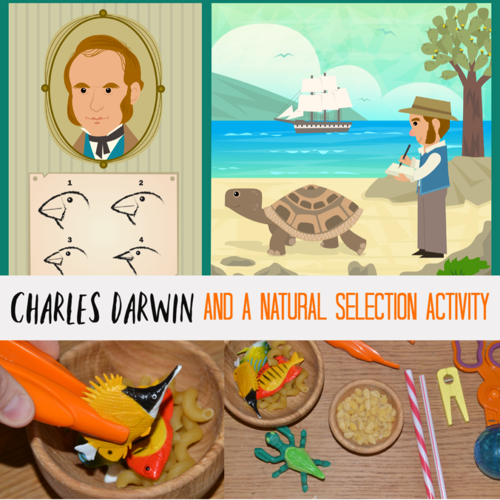 Charles Darwin for kids and a Natural Selection Activity #Famousscientists #scienceforkids