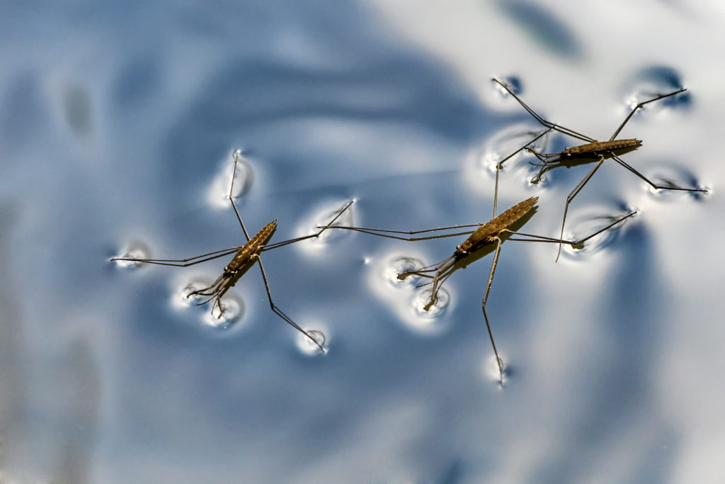 Pond Skater on water - surface tension