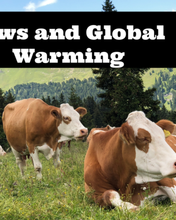 Climate Change for Kids - Cows and Global Warming