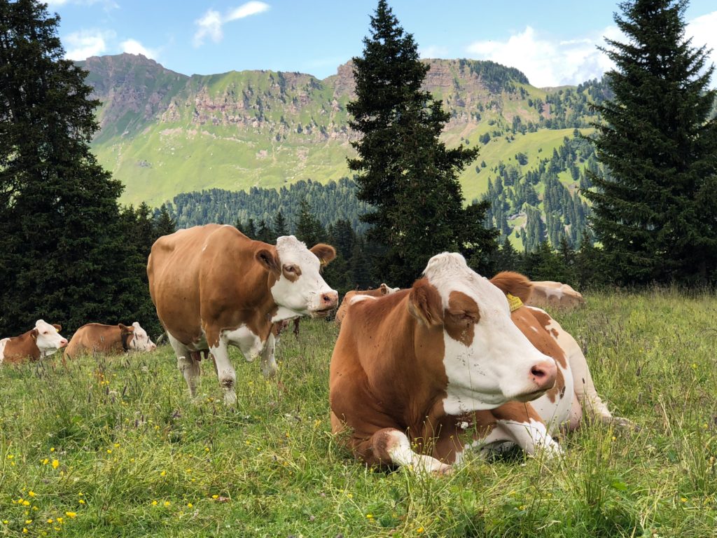 Cows in a field