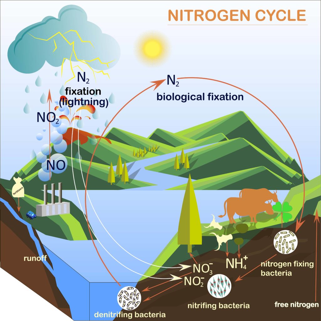 Nitrogen cycle diagram showing nitrogen fixing bacteria, nitrifying bacteria and denitrifying bacteria