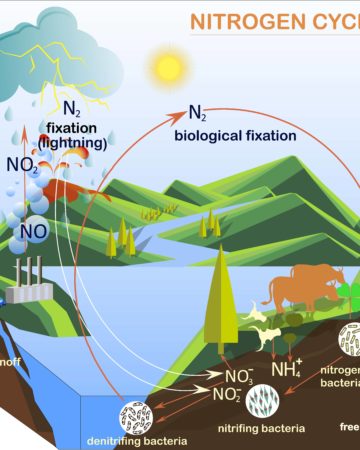 Nitrogen cycle Image