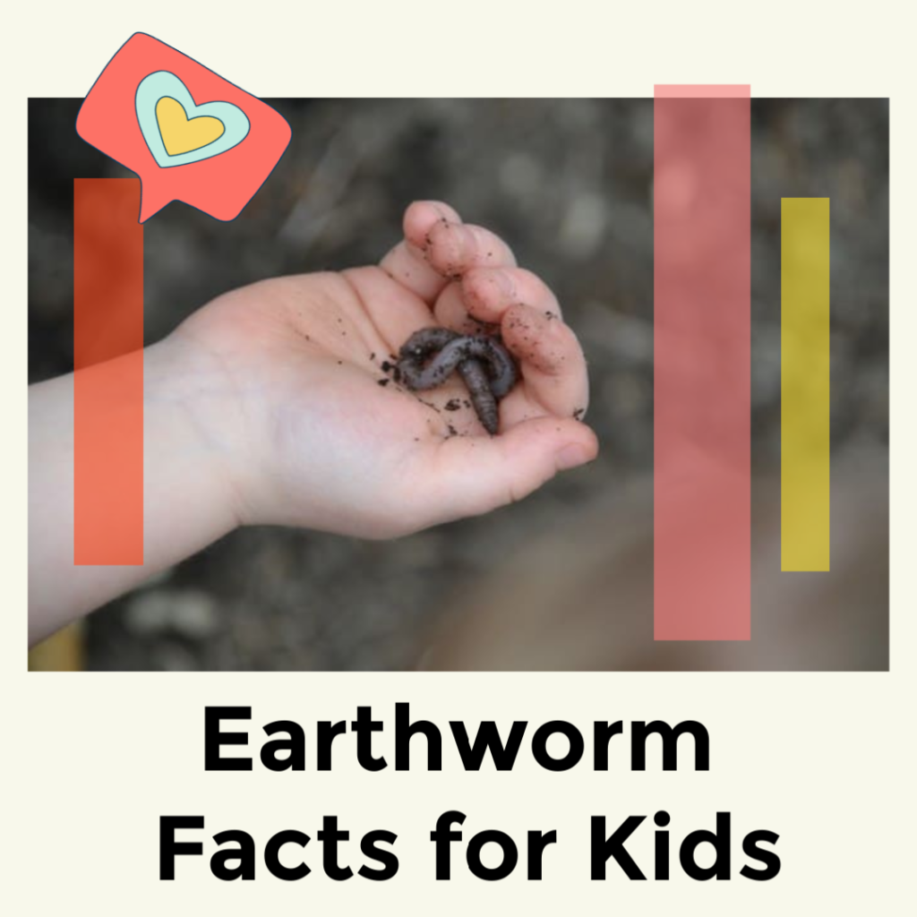 Image of an earthworm to advertise a collection of earthworm facts and earthworm activities for kids