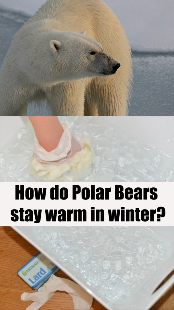 Blubber Experiment. How do polar bears stay warm? #animalscienceforkids #polarbears #winterscience #scienceexperimentsforkids #BlubberExperiment