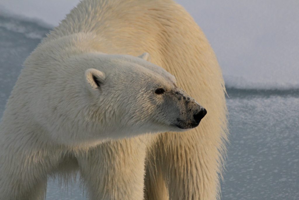 Photo of a polar bear  by Alexandra Rose on Unsplash