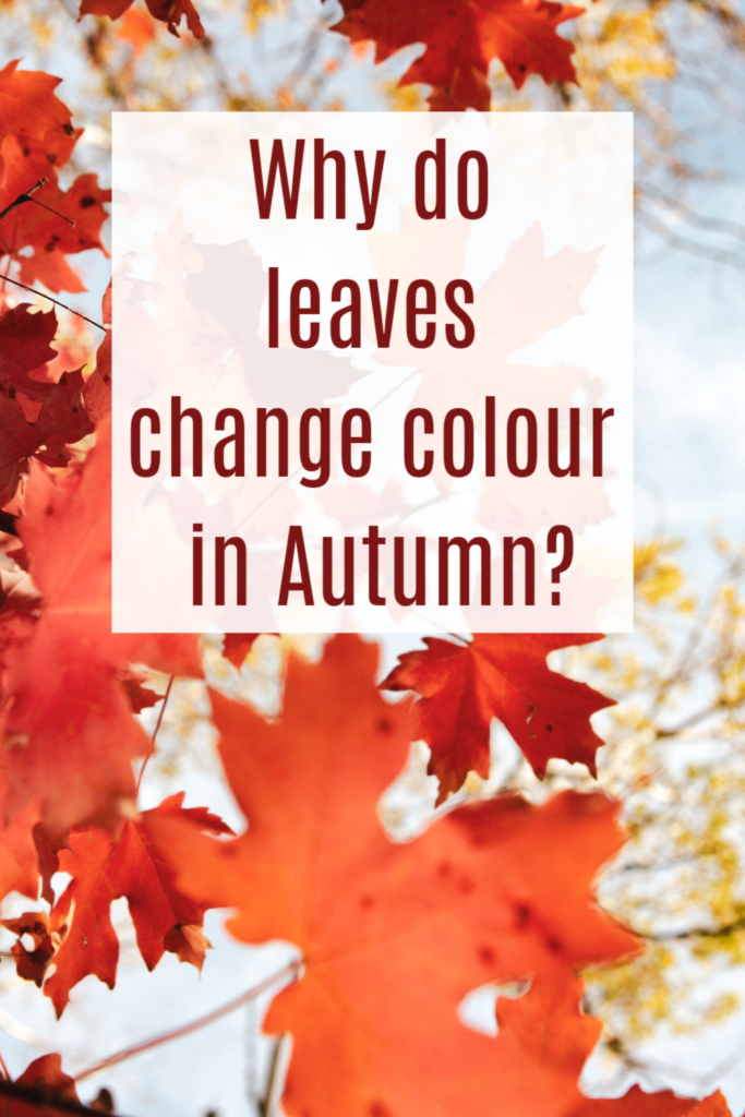 Why do leaves change colour in autumn. Autumn science for kids #scienceforkids #sciencequestions