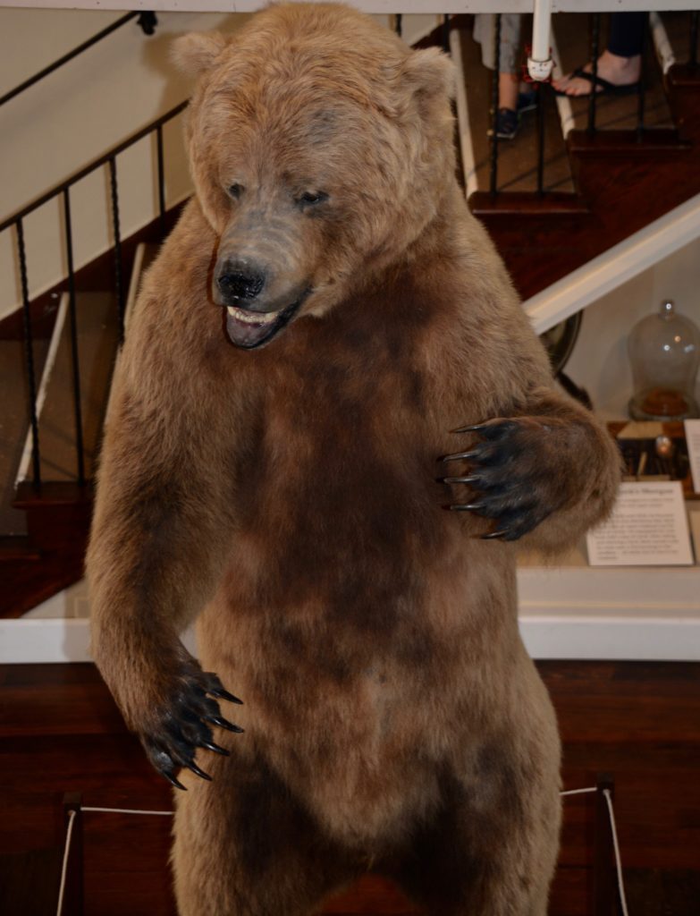 Preserved Bear - Pacfic Grove Natural History Muesum