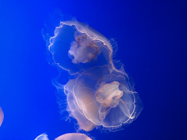 Jellyfish - Monterey Bay Aquarium