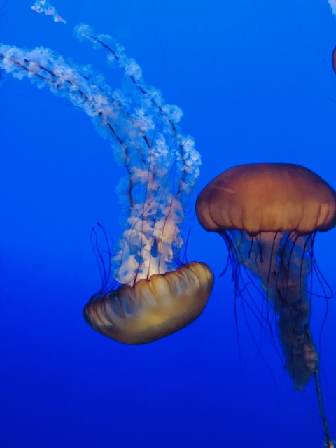 Sea Nettles