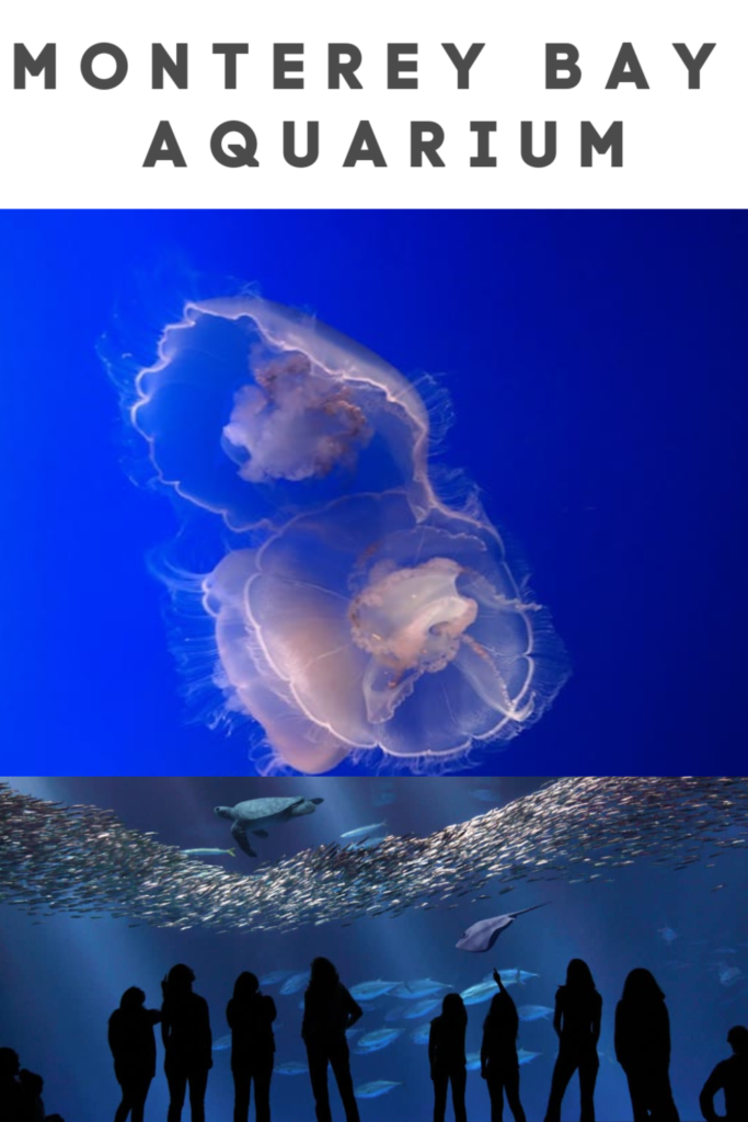 Review of Monterey Bay Aquarium - image shows a jelly fish
