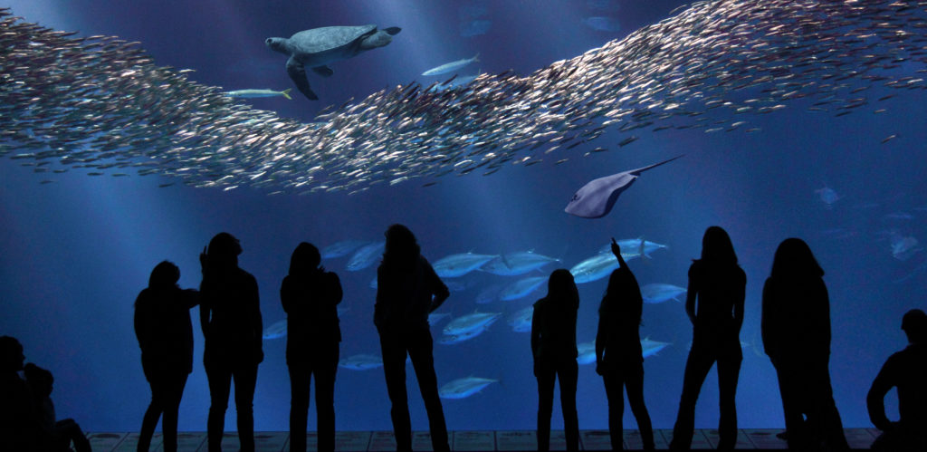 The Open Sea at Monterey Bay Aquarium