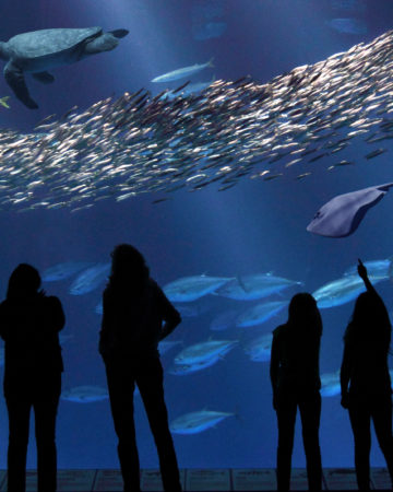 The Open Sea at Monterey Bay Aquarium