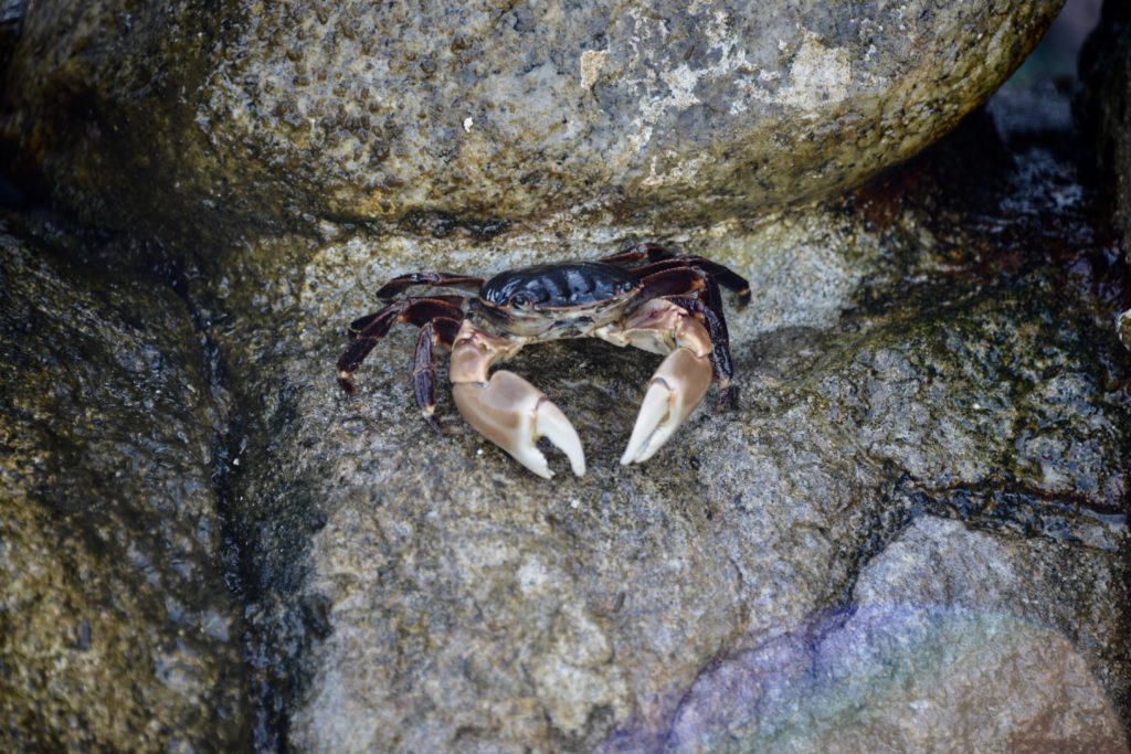 Crab at Monterey Bay Aquarium