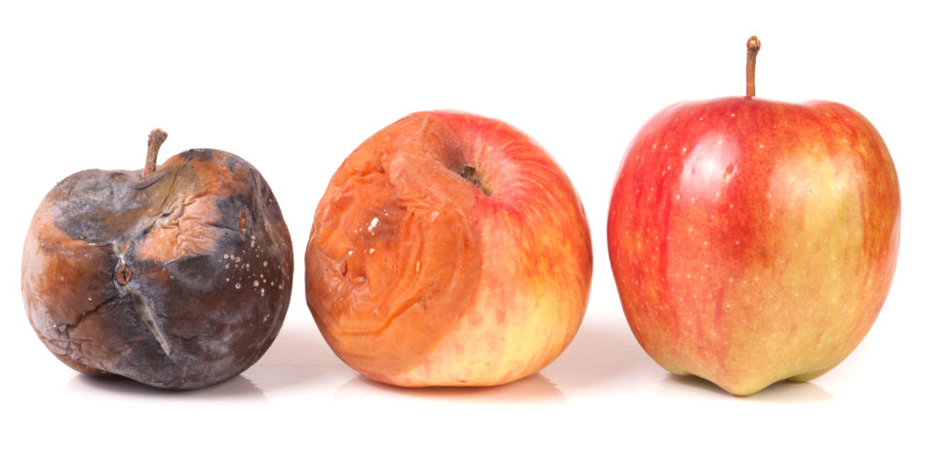 image of three apples starting to rot