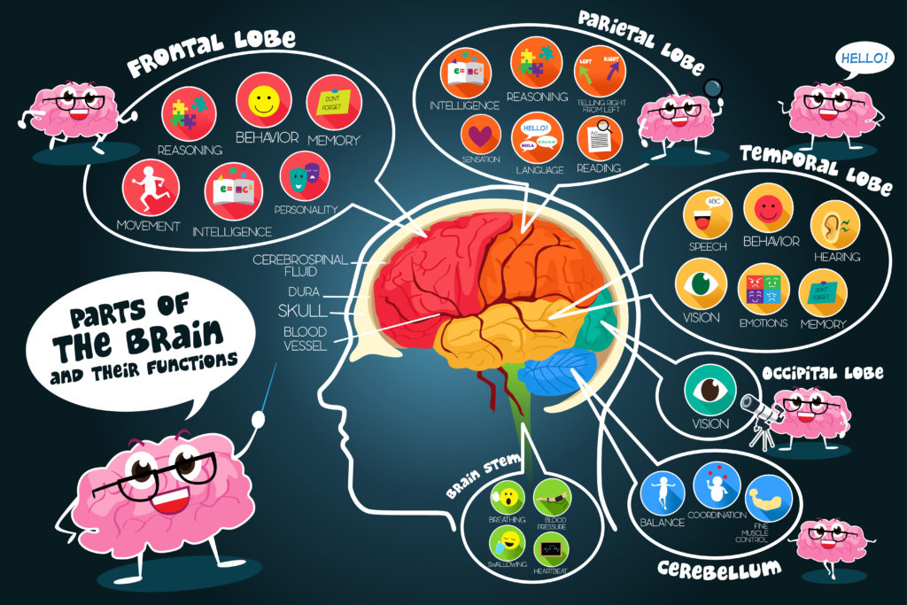 Cartoon diagram of brain structure and function #neuroscienceforkids