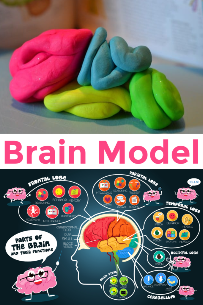 Easy labelled brain model for kids. Make a play dough brain model to show the different lobes #brainmodel #neuroscienceforkids #modelbrain