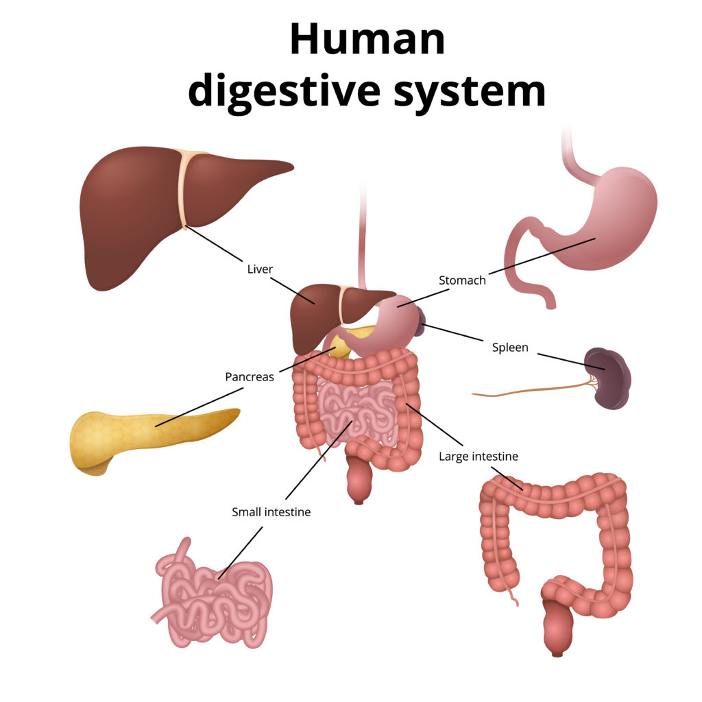 Human Digestive System Diagram showing all the parts