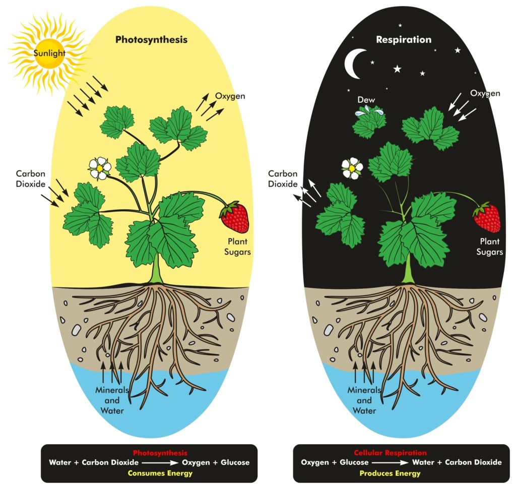 Comparison of photosynthesis and respiration at different times of day