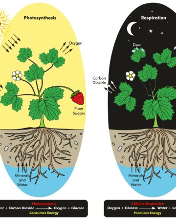 Photosynthesis and respiration comparison