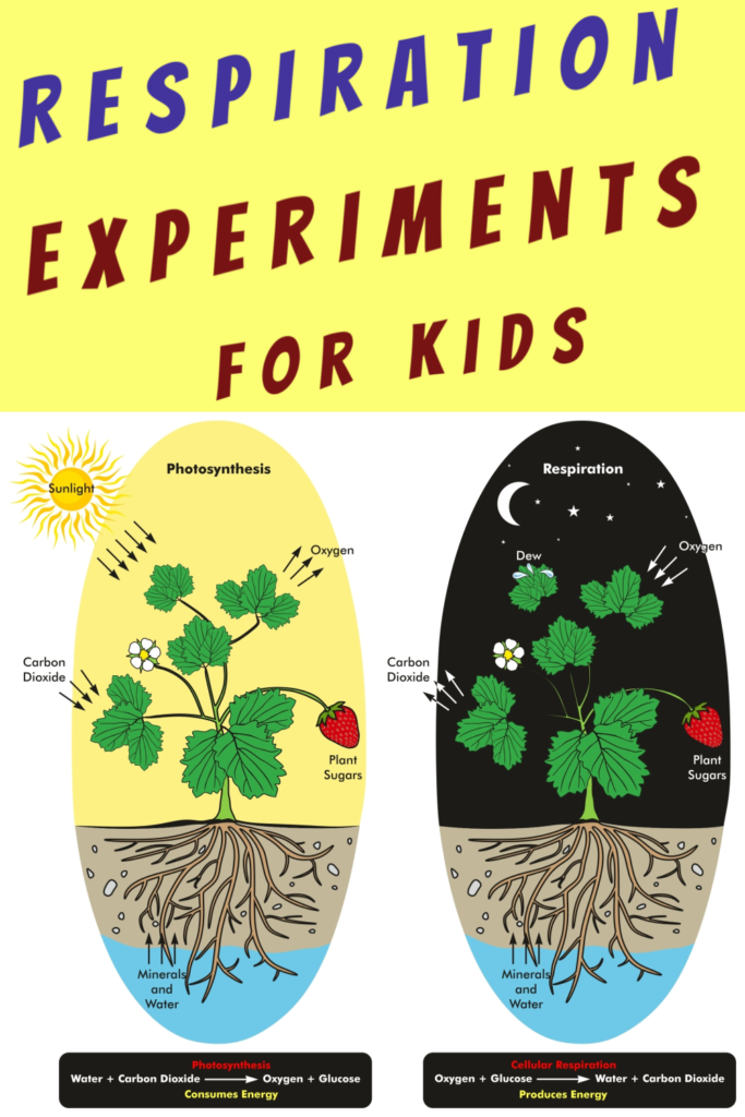 What is Respiration? Full explanation and selection of experiments showing respiration in action #respiration #biologyforkids #scienceforkids