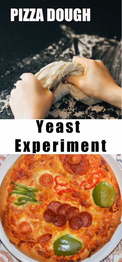 Easy Yeast experiment making pizza dough. Great for learning about anaerobic respiration. #Respiration #respirationexperiments #scienceforkids #yeastexperiments #pizzadoughrecipe