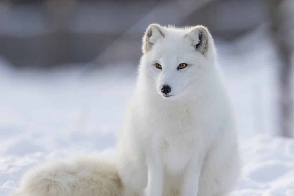 Arctic Fox Image - polar habitat