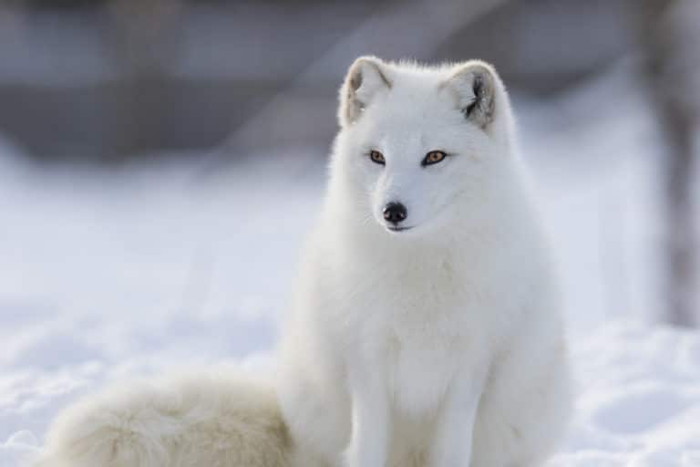 Polar Habitats for Kids