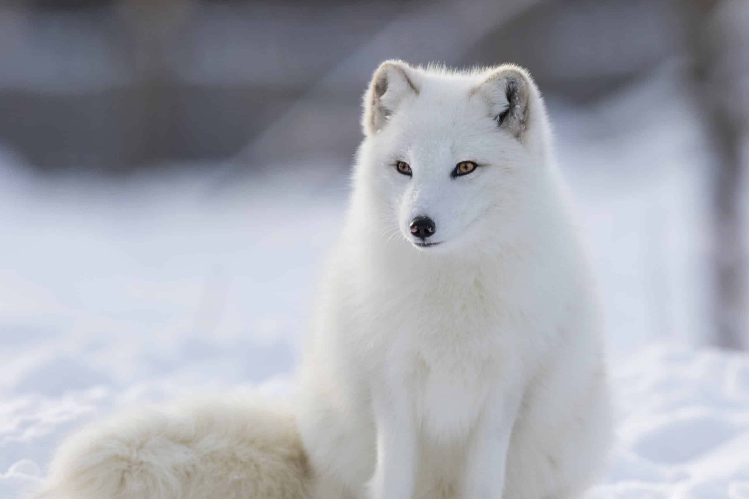 Quiz Worksheet Arctic Animals Facts For Kids Study Com
